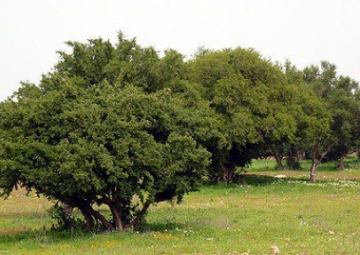 UN Adopts May 10th as International Argan Tree Day